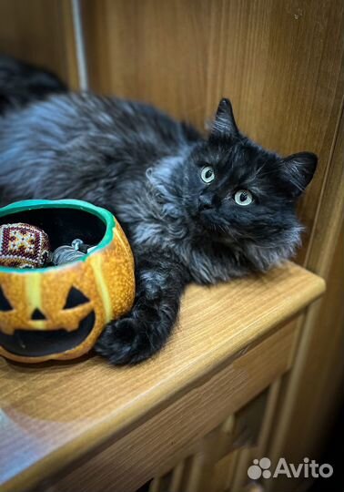 Кот в добрые руки