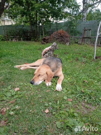 Собака в добрые руки отдам бесплатно