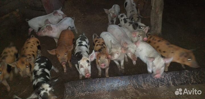 Поросенок ландрас