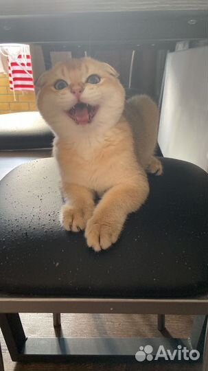 Шотландский вислоухий кот
