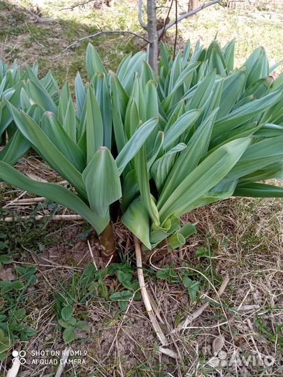 Рокамболь, анзур, гигантский лук