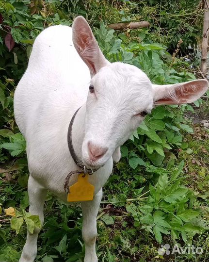 Козье молоко