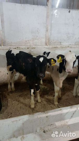 Тёлки и бычки