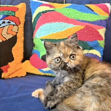 Экзотический короткошёрстный котёнок
