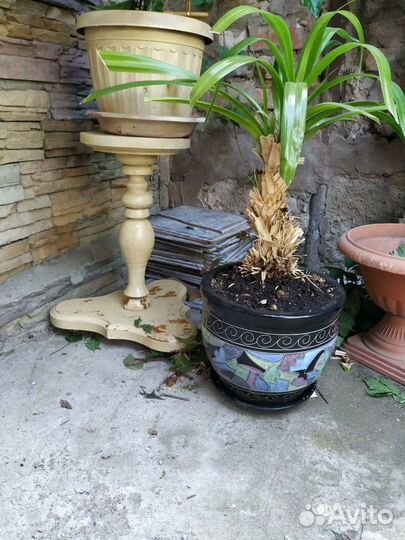 Комнатные цветы шефлера