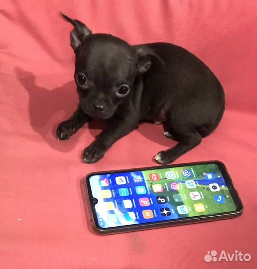 Чихуахуа mini девочка Ежевичкв