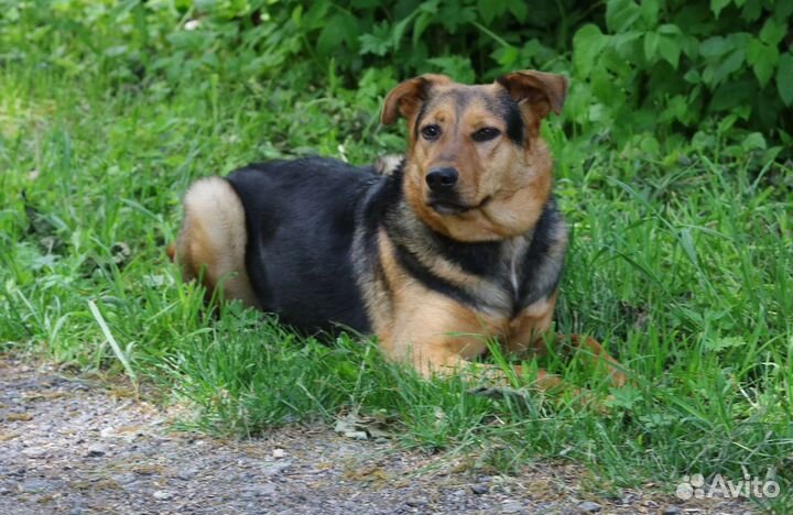 Собака Герда