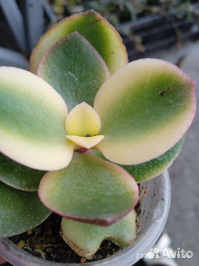 Толстянка вариегатная