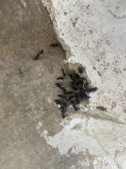 Camponotus compressus