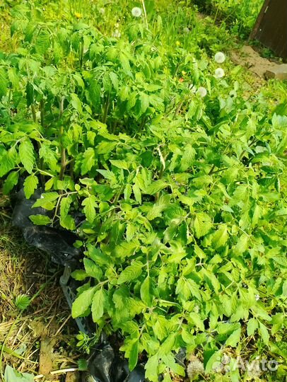 Рассада помидор, тамата