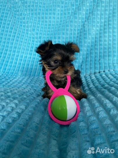 Йоркширский терьер щенки