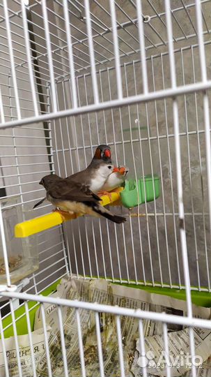 Амадинки Зебровые