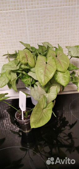 Сингониумы сортовые 1