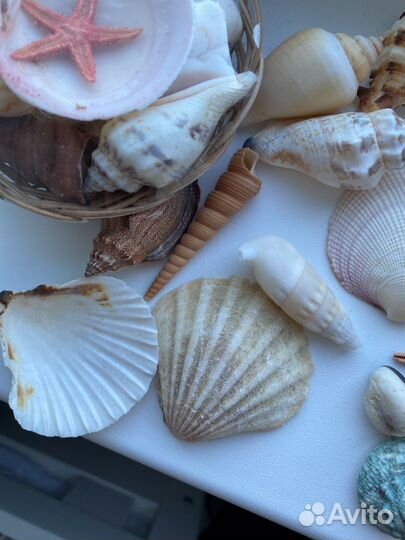 Ракушки морские для аквариума