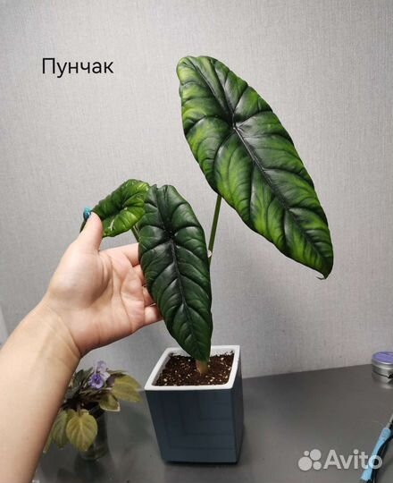 Алоказия Венти, Анторо блэк вельвет,Регал шилд