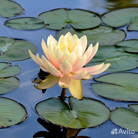Нимфеи для пруда