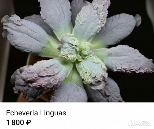 Суккуленты