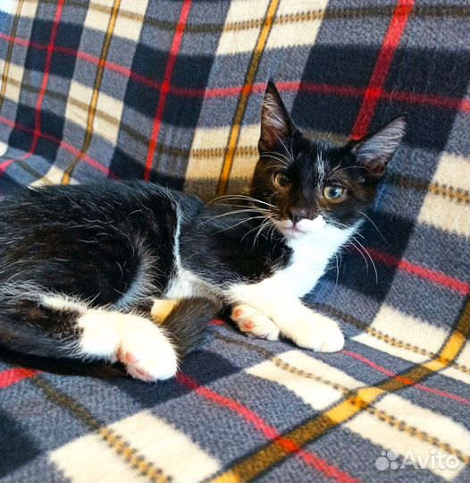 Котейка С невероятным везением