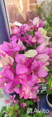 Бугенвиллия