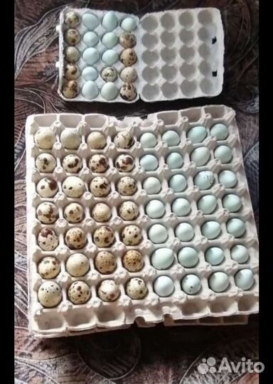 Яйца перепелиные
