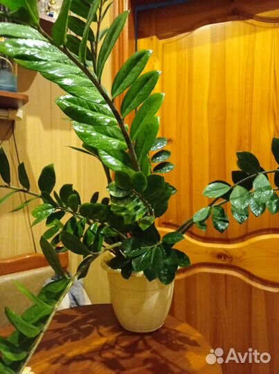 Замиокулькас 19 стволов, высота 90см цвел