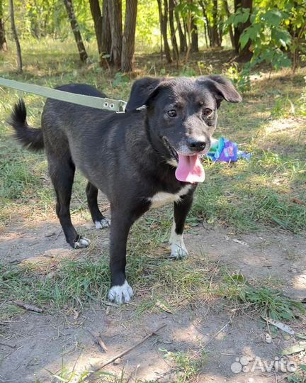 Собачка в добрые руки