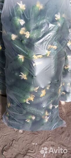 Огурцы свежие