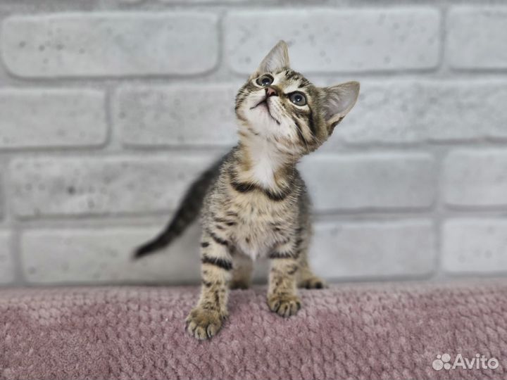 Отдам котят в добрые руки (девочки)