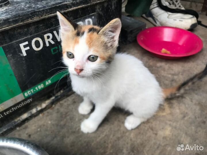 Котята в добрые руки девочки