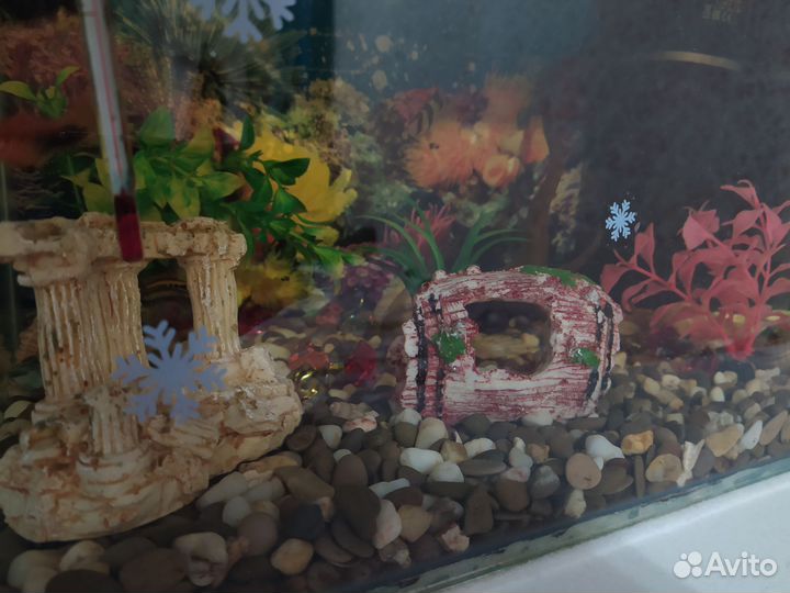 Аквариум с рыбками
