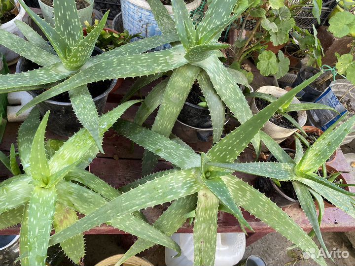 Алое лечебный,Алое Вера