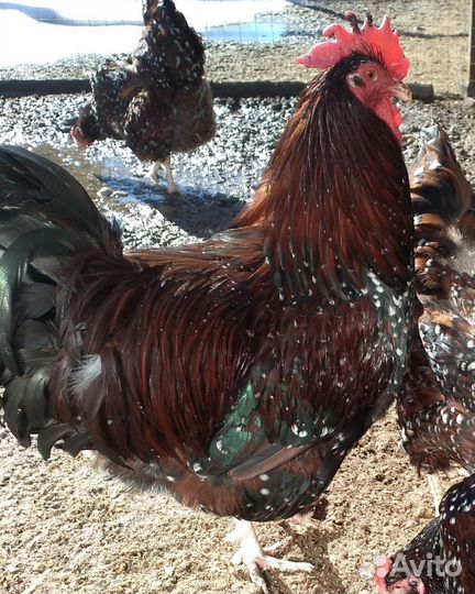 Суточные цыплята породной птицы