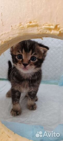 Шотландские вислоухие котята