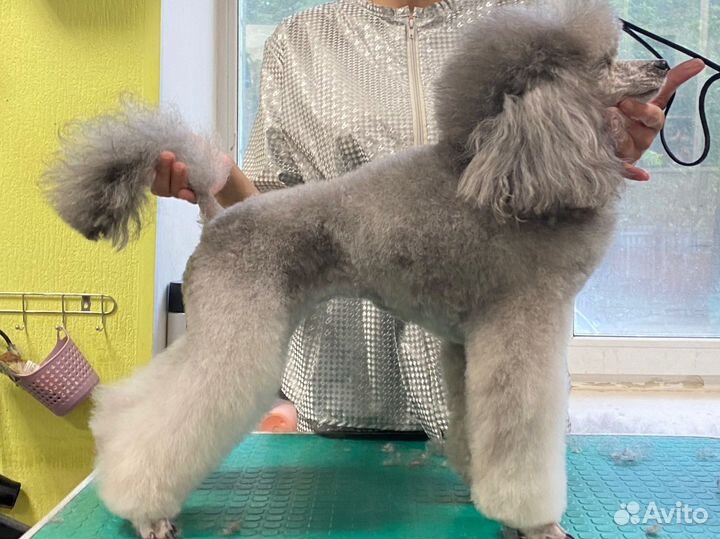 Груминг, стрижка собак, уход за животными