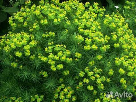 Молочай кипарисовый