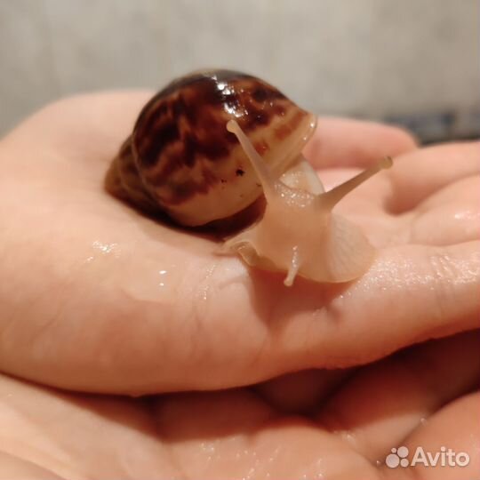 Улитята ахатины