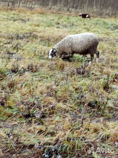 Овцы бараны ягнята