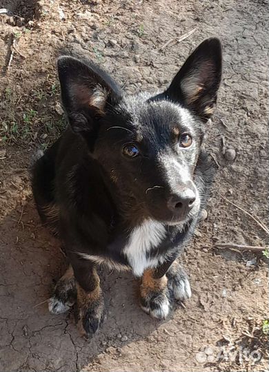 Собака маленькая порода