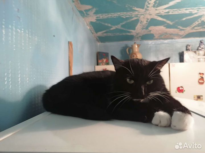 Кот Дизель, 2 года