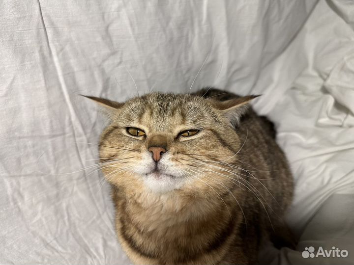 Британские котята