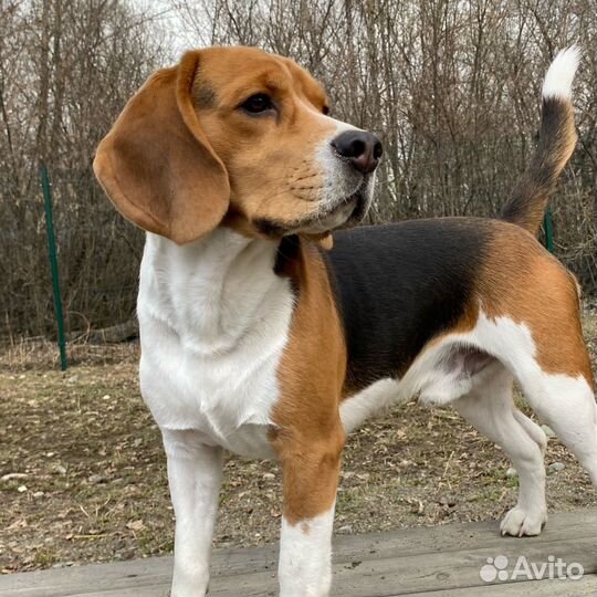 Вязка кобель бигль