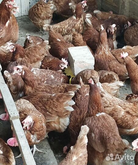 Куры несушки