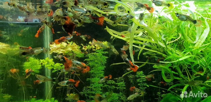 Аквариумные рыбки гуппи и растения