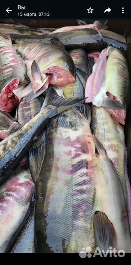 Кета свежемороженая без головы