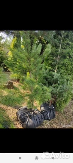 Саженцы пихты, кедра
