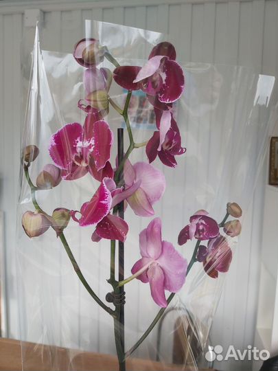 Орхидея фаленопсис