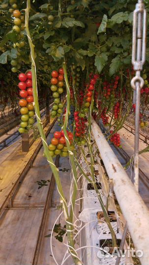 Подработка с ежедневной оплатой/сортировка помидор