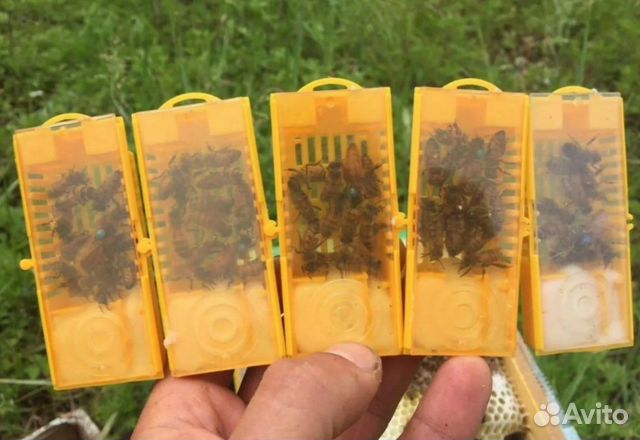 Пчеломатки Бакфаст, Карника, Карпатка F1 2023