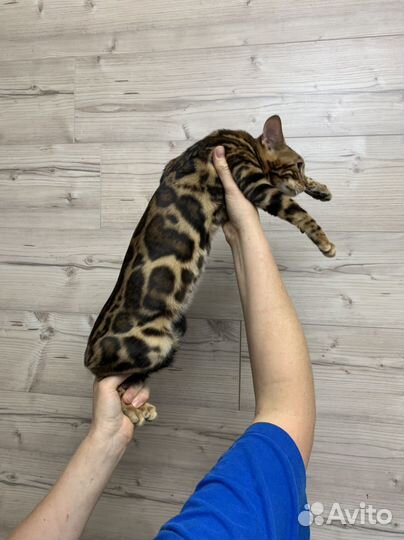 Бенгальская