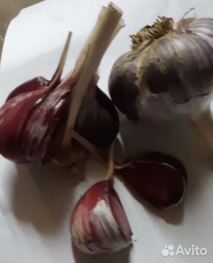 Чеснок сортовой